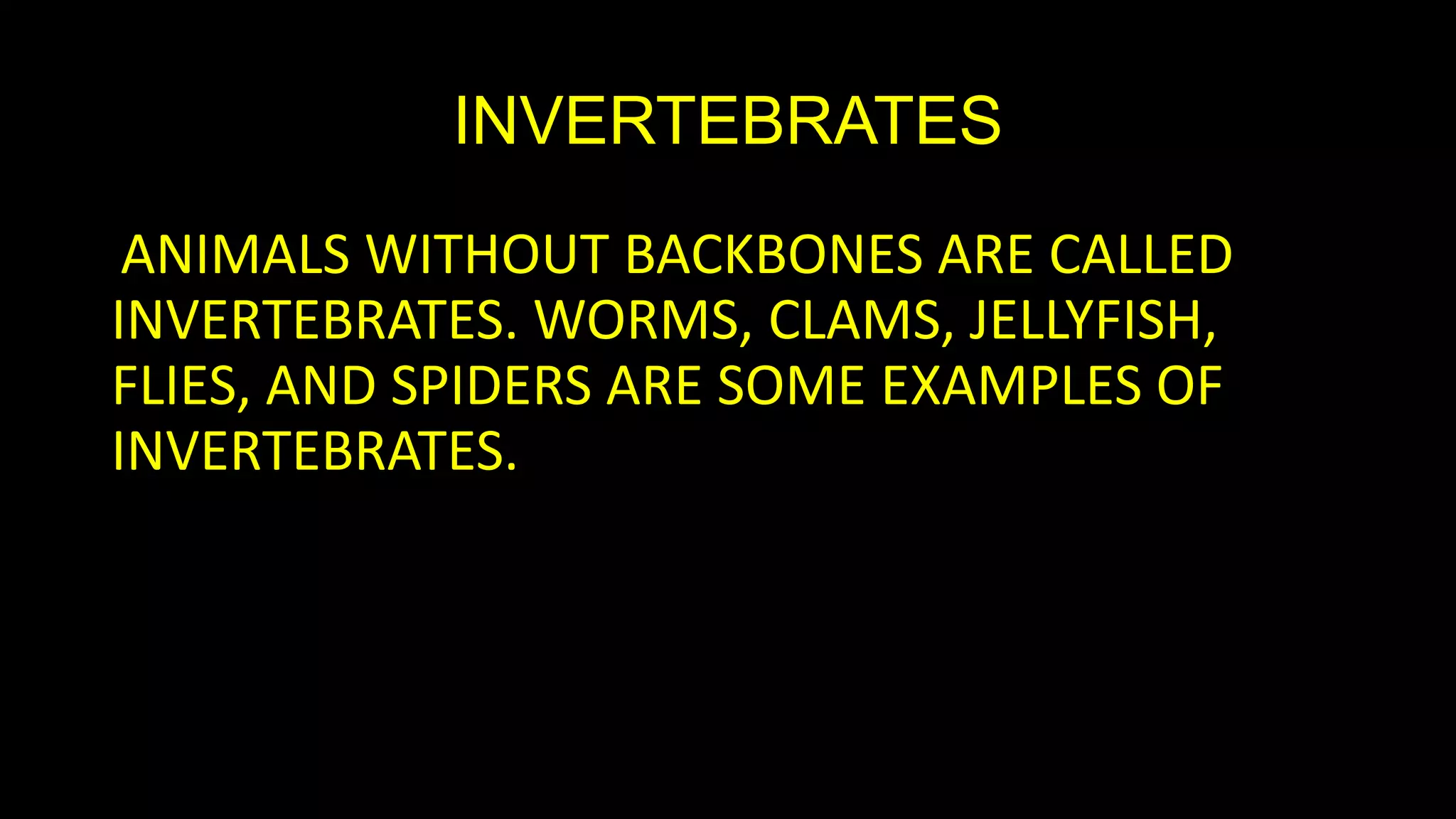 INVERTEBRATES
ANIMALS WITHOUT BACKBONES ARE CALLED
INVERTEBRATES. WORMS, CLAMS, JELLYFISH,
FLIES, AND SPIDERS ARE SOME EXAMPLES OF
INVERTEBRATES.

 