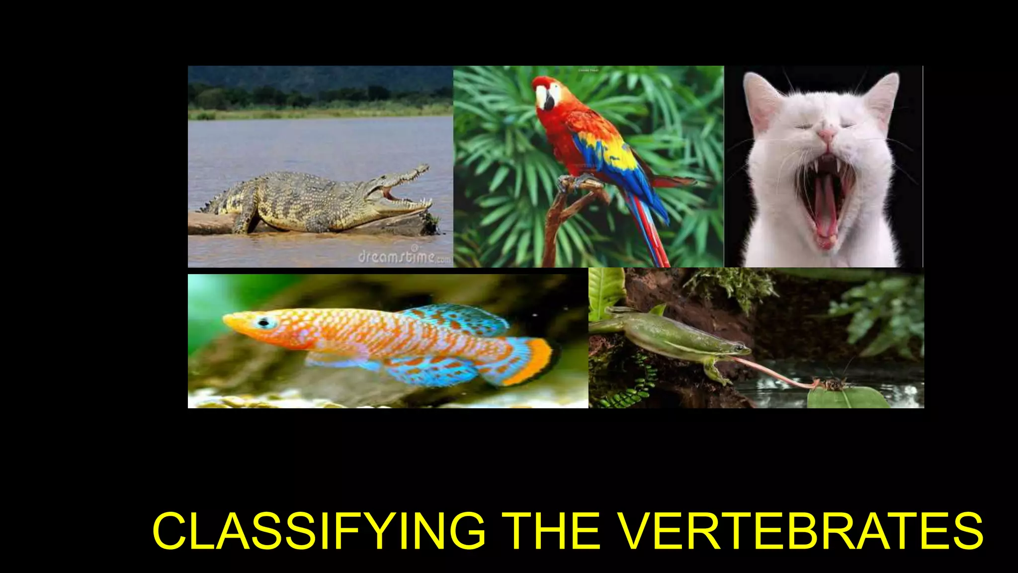 CLASSIFYING THE VERTEBRATES

 