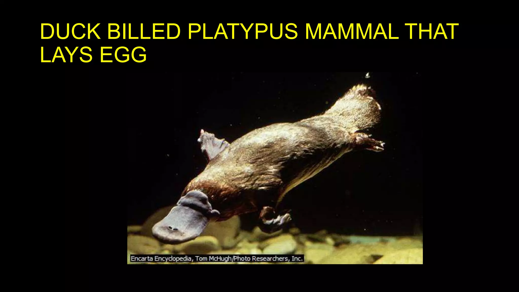 DUCK BILLED PLATYPUS MAMMAL THAT
LAYS EGG

 