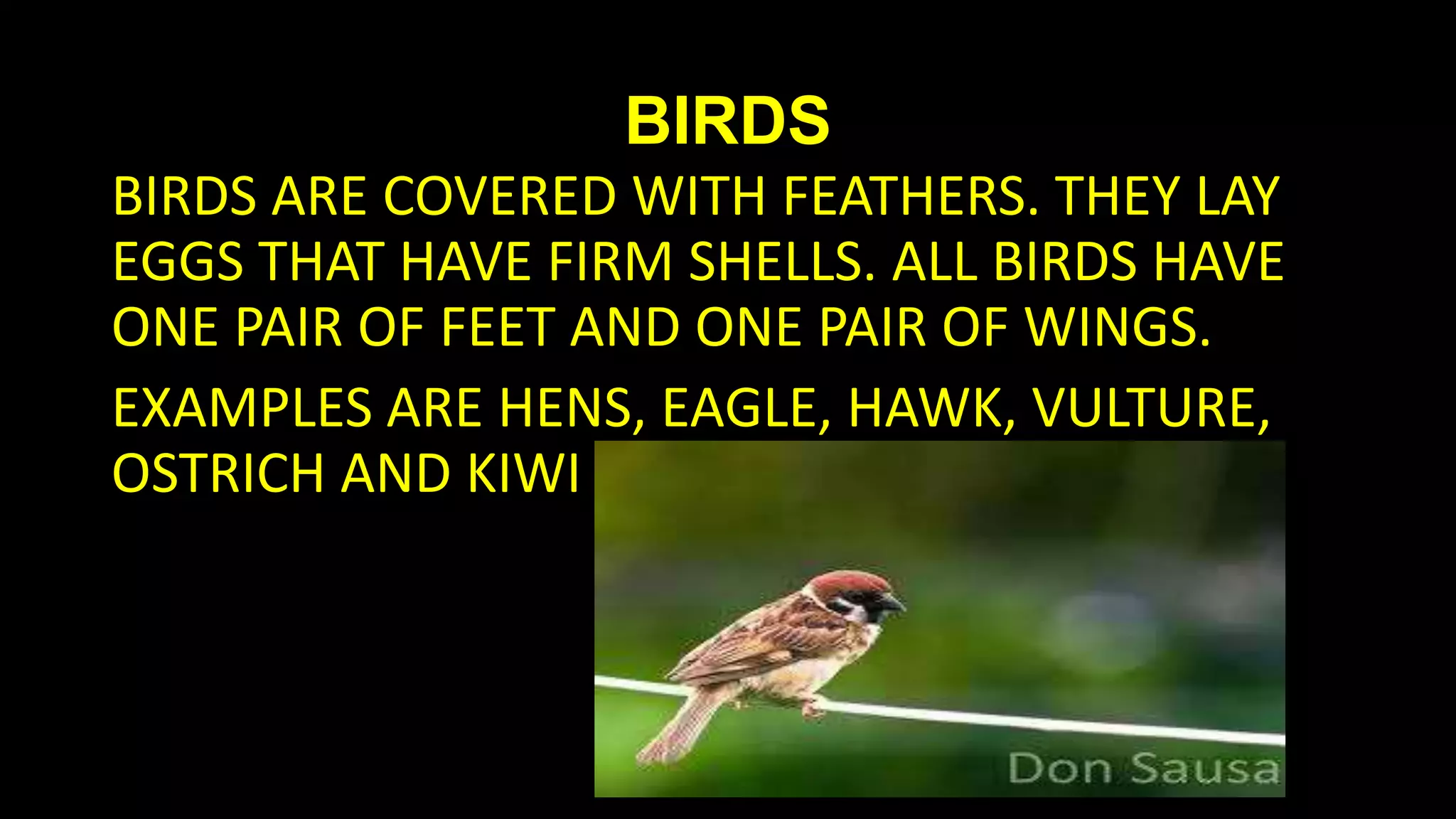 BIRDS
BIRDS ARE COVERED WITH FEATHERS. THEY LAY
EGGS THAT HAVE FIRM SHELLS. ALL BIRDS HAVE
ONE PAIR OF FEET AND ONE PAIR OF WINGS.
EXAMPLES ARE HENS, EAGLE, HAWK, VULTURE,
OSTRICH AND KIWI

 