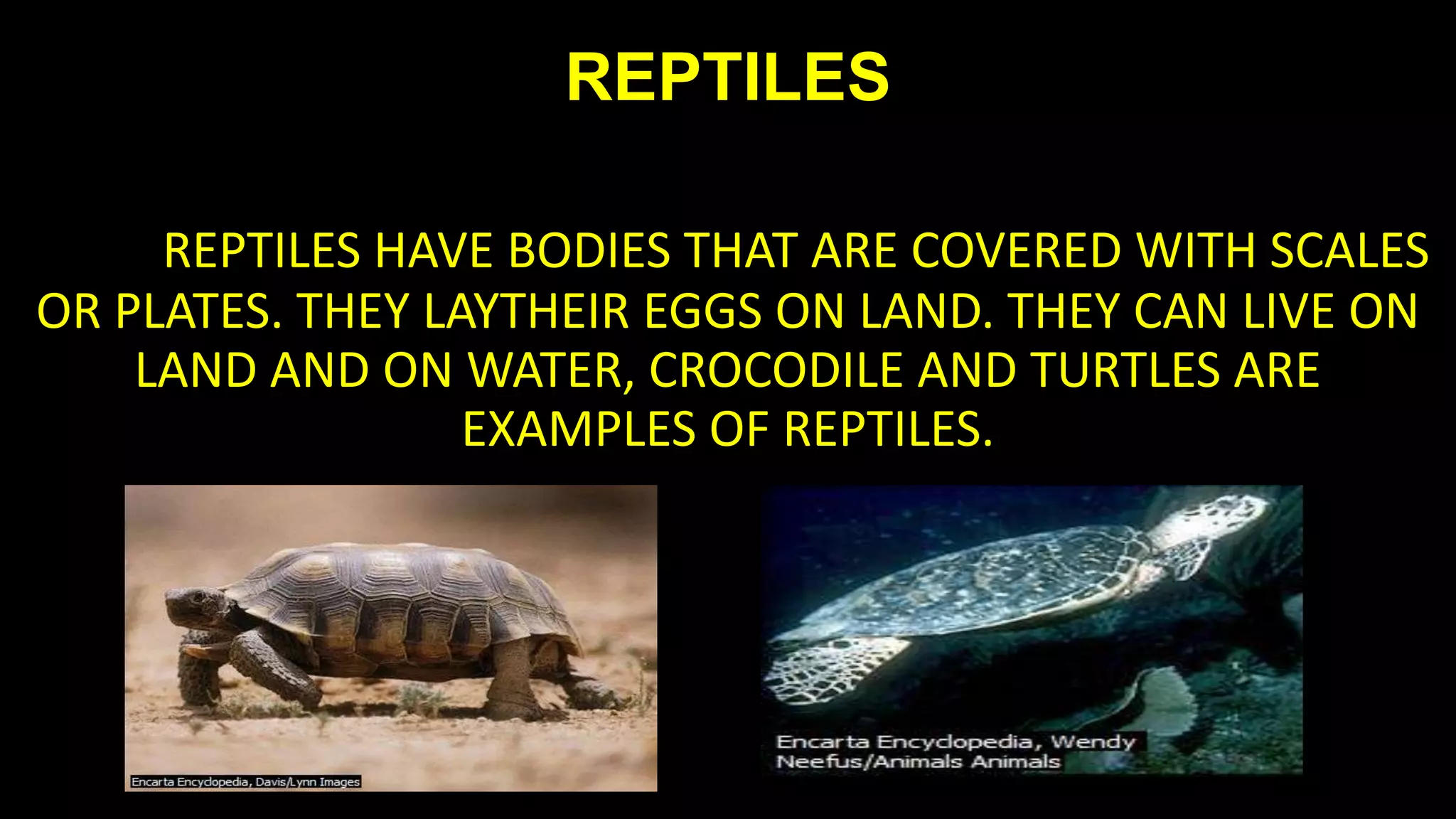REPTILES
REPTILES HAVE BODIES THAT ARE COVERED WITH SCALES
OR PLATES. THEY LAYTHEIR EGGS ON LAND. THEY CAN LIVE ON
LAND AND ON WATER, CROCODILE AND TURTLES ARE
EXAMPLES OF REPTILES.

 