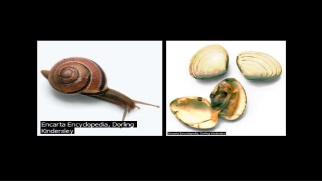 are nematodes segmented