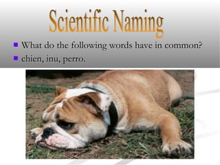  What do the following words have in common?What do the following words have in common?
 chien, inu, perro.chien, inu, perro.
 
