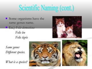  Some organisms have theSome organisms have the
same genus name.same genus name.
 Ex.)Ex.) Felis domesticusFelis domesticus
Felis leoFelis leo
Felis tigrisFelis tigris
Same genusSame genus
Different species.Different species.
What is a species?What is a species?
 