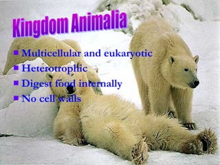  Multicellular and eukaryotic
 Heterotrophic
 Digest food internally
 No cell walls
 