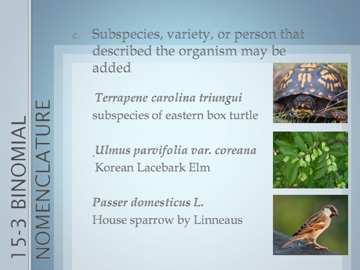 Classifying Living Things Honors