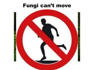 Fungi can’t move
 