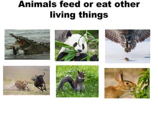 Animals feed or eat other
living things
 