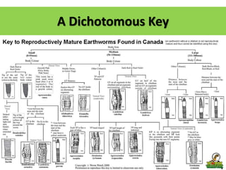 A Dichotomous Key
 