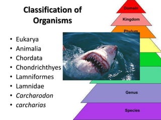 Classification of
Organisms
• Eukarya
• Animalia
• Chordata
• Chondrichthyes
• Lamniformes
• Lamnidae
• Carcharodon
• carcharias
 
