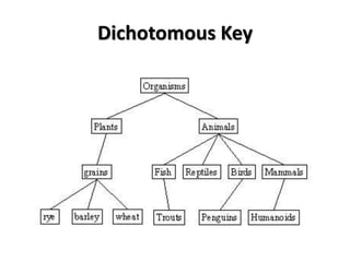 Dichotomous Key
 
