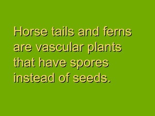 Horse tails and ferns are vascular plants that have spores instead of seeds. 