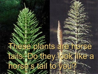 These plants are horse tails. Do they look like a horse’s tail to you? 