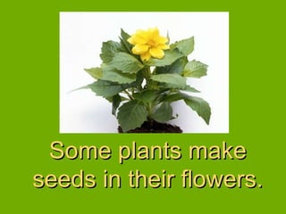Some plants make seeds in their flowers. 