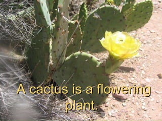 A cactus is a flowering plant.  