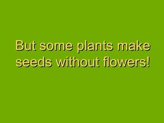 But some plants make seeds without flowers! 