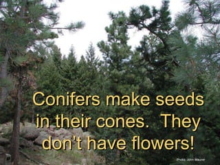 Conifers make seeds in their cones.  They don’t have flowers! 