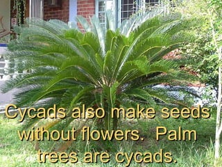 Cycads also make seeds without flowers.  Palm trees are cycads. 