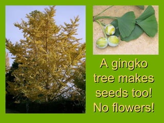 A gingko tree makes seeds too! No flowers! 