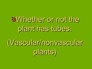 Whether or not the plant has tubes. (Vascular/nonvascular plants) 