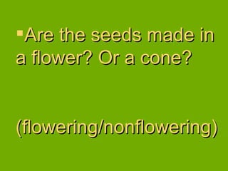 Are the seeds made in a flower? Or a cone? (flowering/nonflowering) 