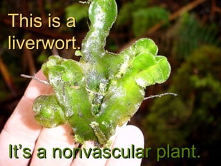 This is a liverwort. It’s a nonvascular plant. 