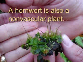 A hornwort is also a  nonvascular plant. 