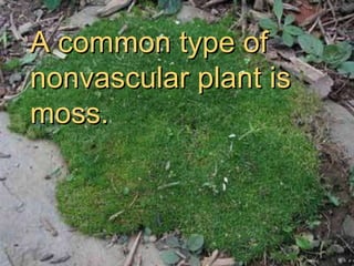 A common type of  nonvascular plant is moss. 