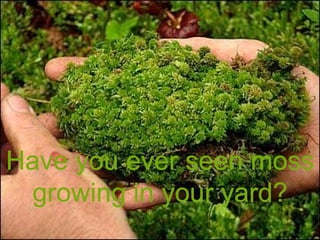 Have you ever seen moss growing in your yard? 