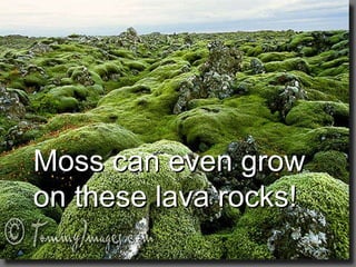 Moss can even grow on these lava rocks! 