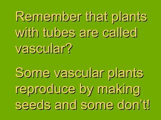 Remember that plants with tubes are called vascular? Some vascular plants reproduce by making seeds and some don’t! 
