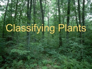 Classifying Plants 