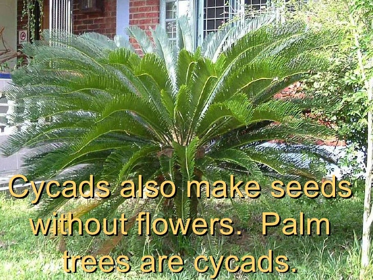 classifying plants