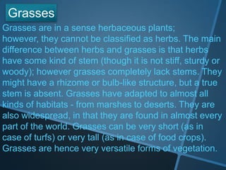 Grasses are in a sense herbaceous plants;
however, they cannot be classified as herbs. The main
difference between herbs and grasses is that herbs
have some kind of stem (though it is not stiff, sturdy or
woody); however grasses completely lack stems. They
might have a rhizome or bulb-like structure, but a true
stem is absent. Grasses have adapted to almost all
kinds of habitats - from marshes to deserts. They are
also widespread, in that they are found in almost every
part of the world. Grasses can be very short (as in
case of turfs) or very tall (as in case of food crops).
Grasses are hence very versatile forms of vegetation.
Grasses
 