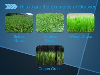 Buffalo
Grass
Carabao
Grass
Wheat Grass
Cogon Grass
This is are the examples of Grasses:
 