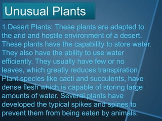 1.Desert Plants: These plants are adapted to
the arid and hostile environment of a desert.
These plants have the capability to store water.
They also have the ability to use water
efficiently. They usually have few or no
leaves, which greatly reduces transpiration.
Plant species like cacti and succulents, have
dense flesh which is capable of storing large
amounts of water. Several plants have
developed the typical spikes and spines to
prevent them from being eaten by animals.
Unusual Plants
 