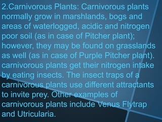2.Carnivorous Plants: Carnivorous plants
normally grow in marshlands, bogs and
areas of waterlogged, acidic and nitrogen
poor soil (as in case of Pitcher plant);
however, they may be found on grasslands
as well (as in case of Purple Pitcher plant).
carnivorous plants get their nitrogen intake
by eating insects. The insect traps of a
carnivorous plants use different attractants
to invite prey. Other examples of
carnivorous plants include Venus Flytrap
and Utricularia.
 