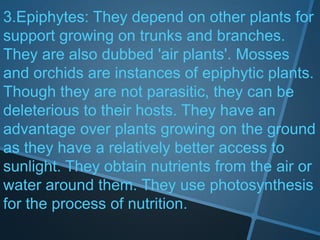 3.Epiphytes: They depend on other plants for
support growing on trunks and branches.
They are also dubbed 'air plants'. Mosses
and orchids are instances of epiphytic plants.
Though they are not parasitic, they can be
deleterious to their hosts. They have an
advantage over plants growing on the ground
as they have a relatively better access to
sunlight. They obtain nutrients from the air or
water around them. They use photosynthesis
for the process of nutrition.
 