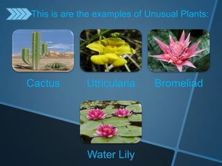 Cactus Utricularia Bromeliad
Water Lily
This is are the examples of Unusual Plants:
 