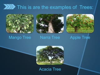 Mango Tree Narra Tree Apple Tree
Acacia Tree
This is are the examples of Trees:
 