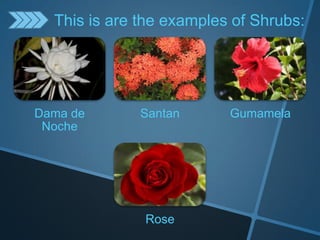 Dama de
Noche
Santan Gumamela
Rose
This is are the examples of Shrubs:
 