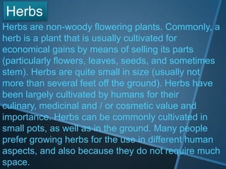 Herbs are non-woody flowering plants. Commonly, a
herb is a plant that is usually cultivated for
economical gains by means of selling its parts
(particularly flowers, leaves, seeds, and sometimes
stem). Herbs are quite small in size (usually not
more than several feet off the ground). Herbs have
been largely cultivated by humans for their
culinary, medicinal and / or cosmetic value and
importance. Herbs can be commonly cultivated in
small pots, as well as in the ground. Many people
prefer growing herbs for the use in different human
aspects, and also because they do not require much
space.
Herbs
 