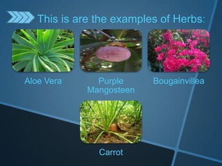 Aloe Vera Purple
Mangosteen
Bougainvillea
Carrot
This is are the examples of Herbs:
 