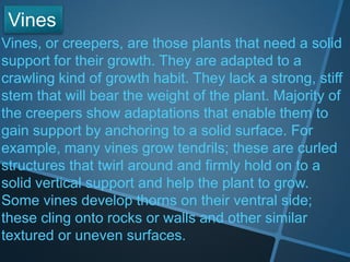Vines, or creepers, are those plants that need a solid
support for their growth. They are adapted to a
crawling kind of growth habit. They lack a strong, stiff
stem that will bear the weight of the plant. Majority of
the creepers show adaptations that enable them to
gain support by anchoring to a solid surface. For
example, many vines grow tendrils; these are curled
structures that twirl around and firmly hold on to a
solid vertical support and help the plant to grow.
Some vines develop thorns on their ventral side;
these cling onto rocks or walls and other similar
textured or uneven surfaces.
Vines
 