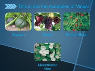 Squash Grape Runner Bean
Moonflower
Vine
This is are the examples of Vines:
 