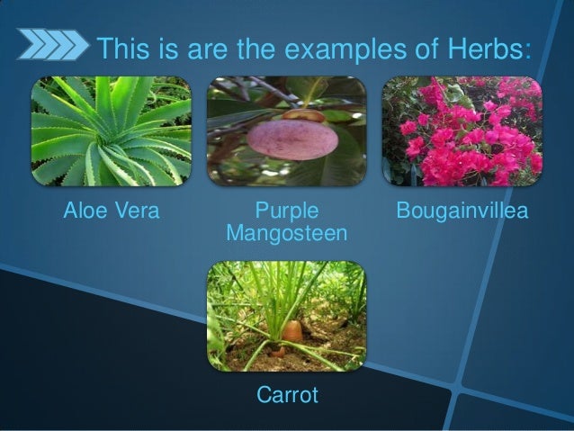 Classifying Plants According To Different Kinds