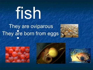 fish
:
They are oviparous
They are born from eggs