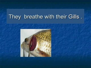 They breathe with their Gills .