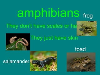 amphibians frog
They don’t have scales or hair
They just have skin
toad
salamander