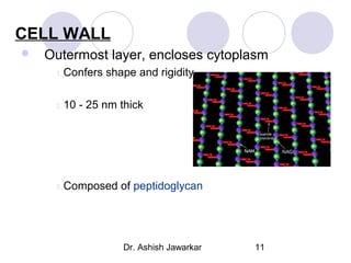 CELL WALL


Outermost layer, encloses cytoplasm
1. Confers

2. 10

shape and rigidity

- 25 nm thick

3. Composed

of peptidoglycan

Dr. Ashish Jawarkar

11

 